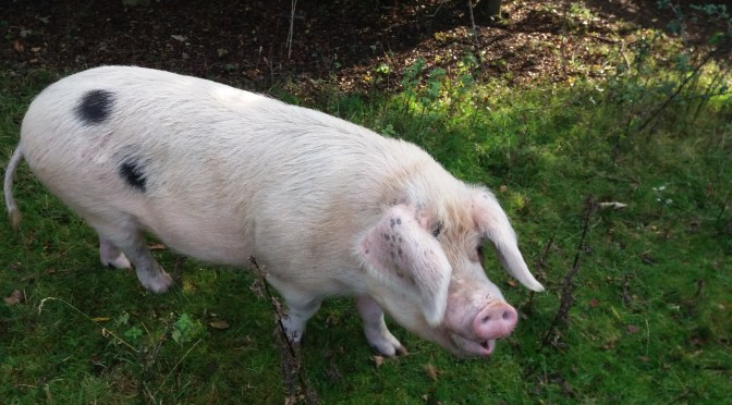 Rock’n’Roll walks no.2: Solsbury Hill